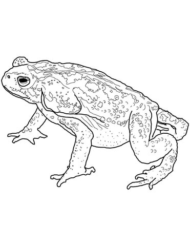 Colorado River Or Sonoran Desert Toad Coloring Page